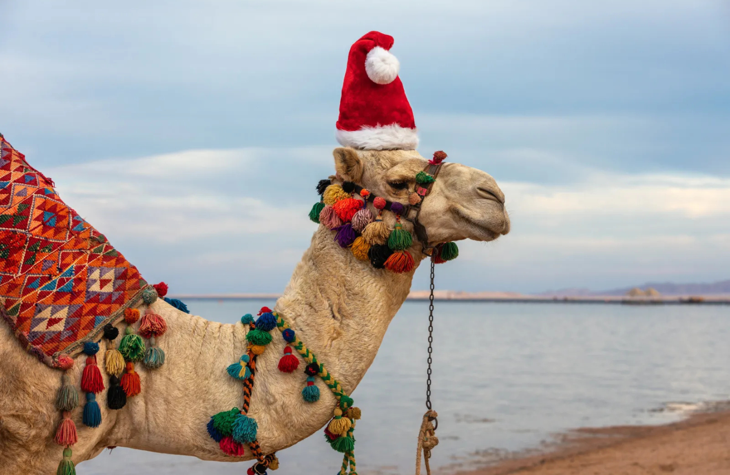 Celebrate Christmas in Egypt.
